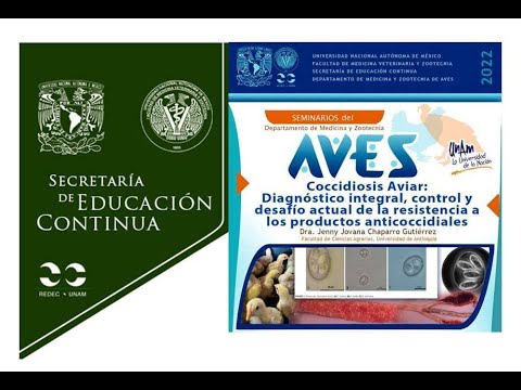 Qué es la coccidiosis en aves