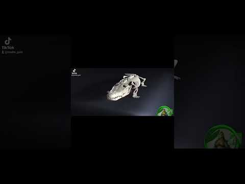 Fuerza de la mordida de un cocodrilo