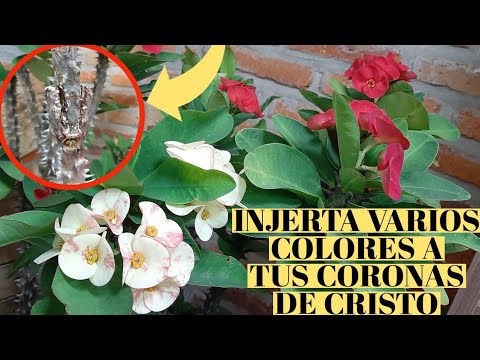 Cómo reproducir corona de Cristo en agua