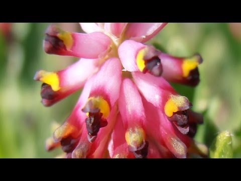 ¿Cuál es la planta sangre de Cristo?