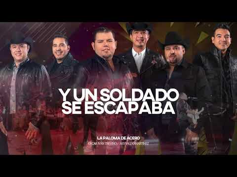 Un gavilán pasó volando junto a una bandada de palomas Un gavilán pasó volando junto a una bandada de palomas