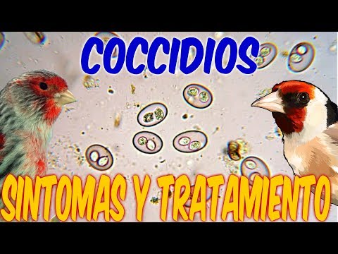 Coccidiosis en aves: síntomas y tratamiento