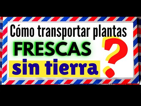 Se pueden llevar plantas en el avión