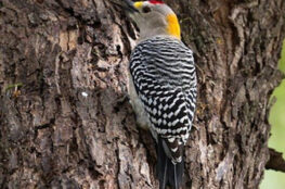 cuanto-cuesta-un-pajaro-carpintero-en-mexico