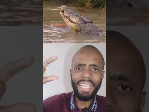 Qué tan fuerte es la mordida de un cocodrilo Qué tan fuerte es la mordida de un cocodrilo