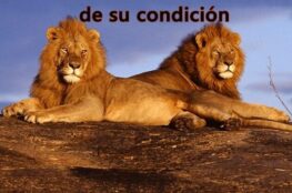 el-leon-piensa-que-todos-son-de-su-condicion
