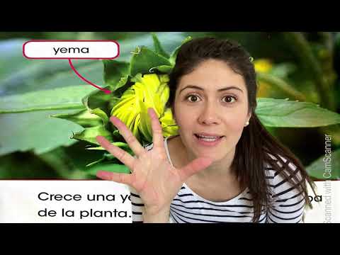 Explicación, del ciclo de vida, del girasol Explicación, del ciclo de vida, del girasol