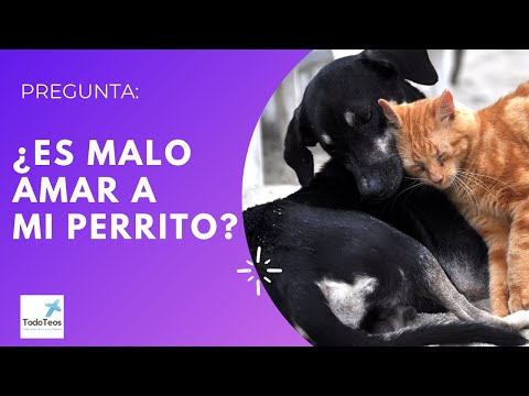 Que dice la Biblia sobre el amor hacia los animales?