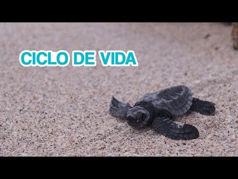 Ciclo de vida de una tortuga, para niños, en español