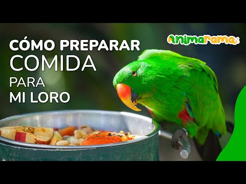 Que comen los loros para que hablen?