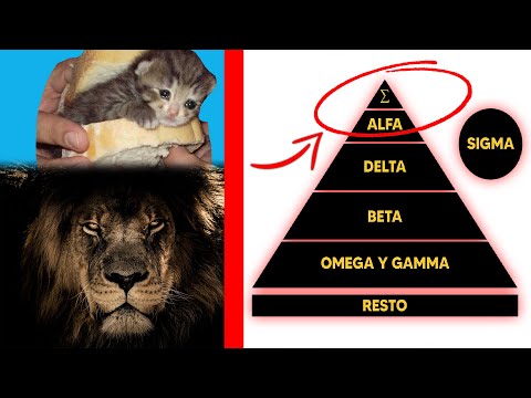 Cómo saber si eres ómega, alfa o beta. Cómo saber si eres ómega, alfa o beta.