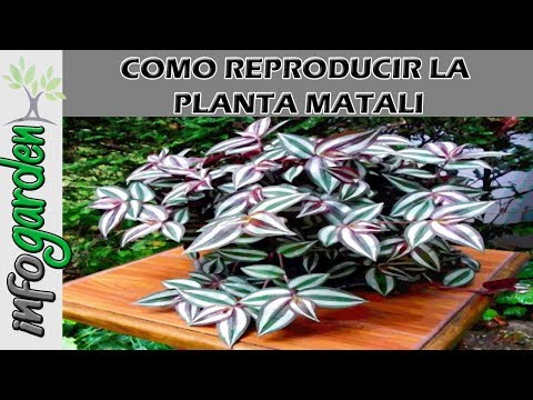 Planta sangre de Cristo, para los riñones