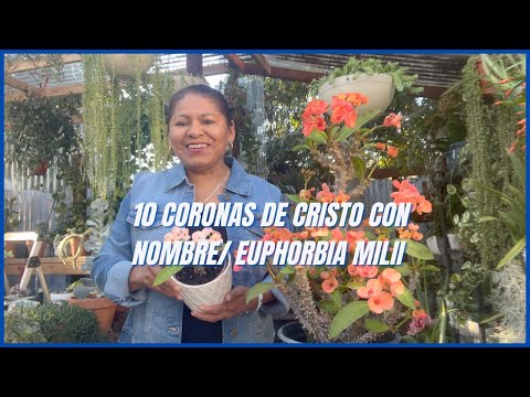Nombre científico de la corona de Cristo: Euphorbia milii