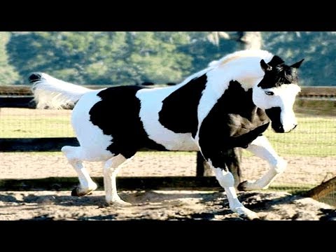 Imágenes de caballos para imprimir a color Imágenes de caballos para imprimir a color