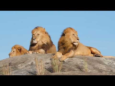 Donde estabas tú cuando yo fundaba la tierra