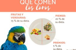 que-comen-los-loros-para-que-hablen