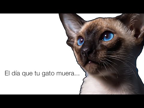 A dónde van los gatos cuando mueren
