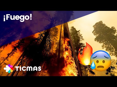 Cuáles son las consecuencias de los incendios forestales